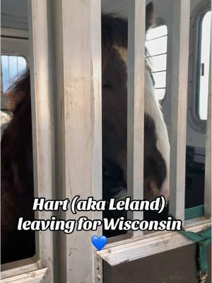 Wisconsin bound#hart #foryoupage#fyp #freelandsgypsyhorses #foalsoftiktok #8monthsold #wisconsinbound #farmlife #horse 