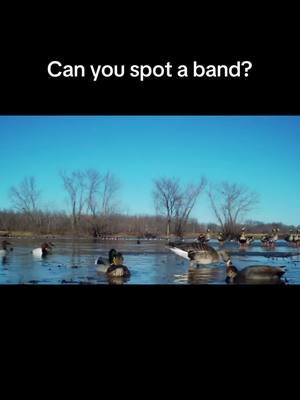 Can you spot a duck or goose band? #duck #ducks #goose #geese #specklebellygoose #specks #hunt #hunting 