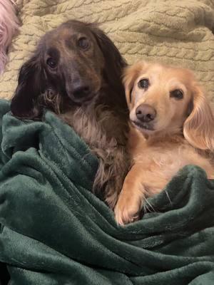 Sisters ❤️ . #sistergoals #dogsoftiktok #dachshundlife #cutedogsonly #doxielove #dachshundlove #wienerdog 