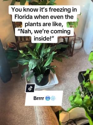 My plant babies weren’t having it. 37 degrees is not for them & I had to bring my girls into the house. #plantok #plantmom #plantlover #plantcollector #arcticblast #floridalife #coldfront 