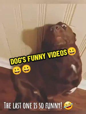 #dogsfunnyvideos #sanoentretenimiento😊 #jesuslovesyou #laviejaestacion📻🇵🇷 #laborishorty2 #somoslaviejaescuela #tiktok🇵🇷 #sitegustadalelike #areirsehadicho😂 