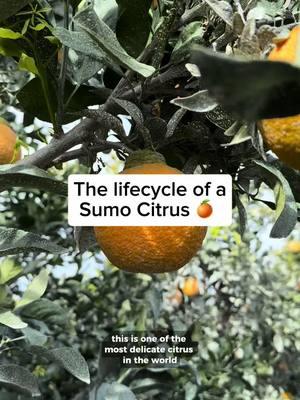 From the orchard to our stores, this how the magic happens 🍊✨ #sumocitrus #farmlife #fruitfacts