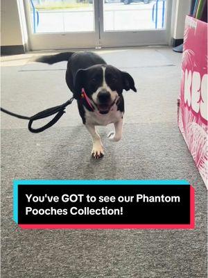 Why settle for basic barks when you can light up the night with our paw-some Phantom Pooches Collection? 💥🐾 Find Phantom Pooches at a showroom near you at the link in bio! #phantomfireworks #fireworkshow #fireworks_lovers #fireworksfanatics #redwhiteblue #patriotic #fireworks💥 #fireworksdisplay #celebration #fireworktime #playtimeanytime #phantompooches #dogsoftiktok #dogtoys @PhantomFireworksWestPalm 