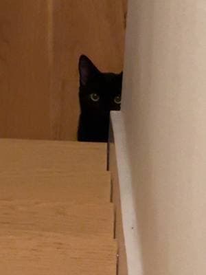 Weird shadow at the bottom of my stairs #sheltercat #rescuecat 