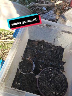 have you started winter sowing? artichoke, columines, few hops, cardoon, yarrow  echinechia & some gourds volunteers are sprouting so I put in for winter sowing see what happens . if acclimated dill & some plants can survive as low at 10° F  #wintersowing #plantfrost #coldhardyplants  #morningcoffee 