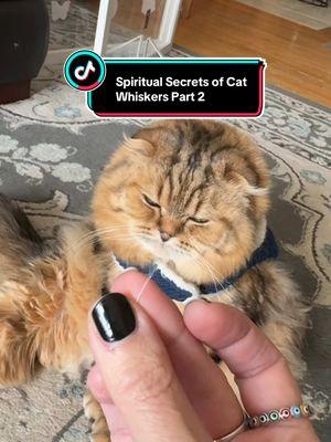 #creatorsearchinsights Cat Whiskers #catwhiskers #spirtualtiktok #intuitivecat #whiskers 