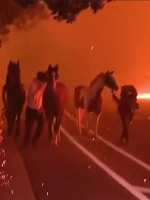 BREAKING: Newsom declares state of emergency as Palisades Fire roars #Californiawildfires  #california #losangeles  #ALTADENA 