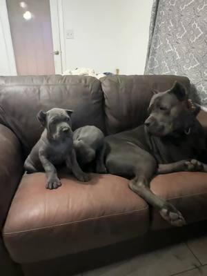 Sangre has always showed his offspring love if it’s through tough love or just relaxing #dogsoftiktokviral #puppytiktok #canecorso #dogsoftiktok #doglife #canecorsopuppy #bigdog #puppiesofinstagram #puppies #puppiesoftiktok #fatherson 