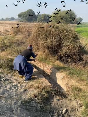 Amazing Crow hunting farming 🐦‍⬛#bird #hunts #farming 