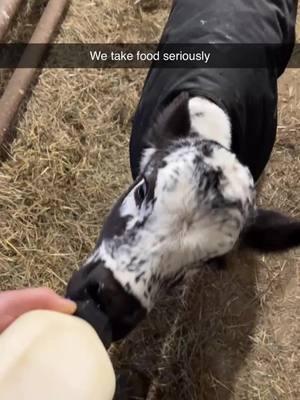 Stripe takes her bottle very seriously. #cow #calf #lineback #striped #cowsoftiktok #baby 