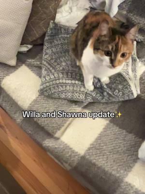 ❤️#dadswithcats #catsoftiktok #willaandshawna 