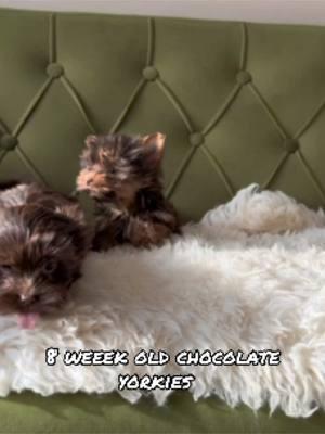 Coleslaws babies 💜💙 how sweet are they?! #play #chocolateyorkie #partiyorkie #puppies #yorkies 