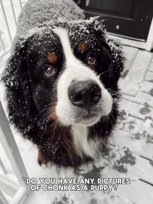 Boy do I #bernesemountaindog #dogsoftiktok #bernersoftiktok #berner #dogtok  