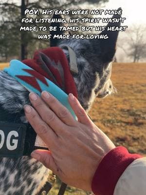 #deafdog #deafdogsoftiktok #blueheeler #heelerdogs #heelersoftiktok #dogtok #blueheelerpuppy #dogsoftiktok 