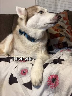 The most gentle I love you 🥺#creatorsearchinsights #dogsoftiktok #dog #husky #fyp #sing #singingdog #cutehusky #florida #sassy 