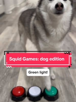 POV: squid games with my dog 🤣#dogs #funnydog #dogsoftiktok #squidgame 