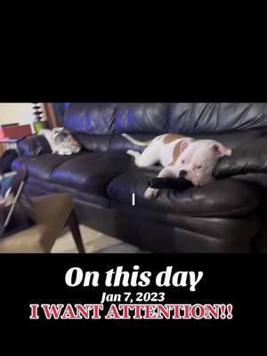 #onthisday #bubblesthebulldog #bubblyboo #americanbulldog #bulldogsoftiktok #playwithme #growler #sassy 