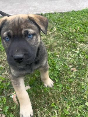 Look at what found me! I don’t know where they came from. The dog catcher just took their mom 🥺 I wish I could keep them. #houstondogs #dogs #houston 