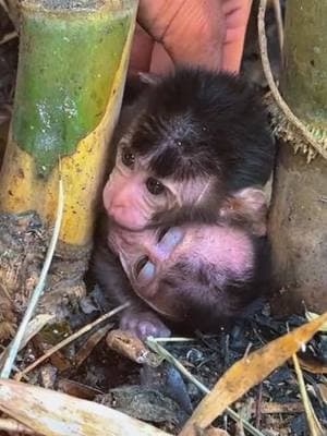 Rescue the poor baby monkey #monkey #monkeys #poormonkey #babymonkey #animals #monkeysoftiktok #pet #forest #usa #cutemonkey #monkeylover #monkeyvideo #wildanimals #cute #rescue #🐒 #viral #monkey360 #wildlife 