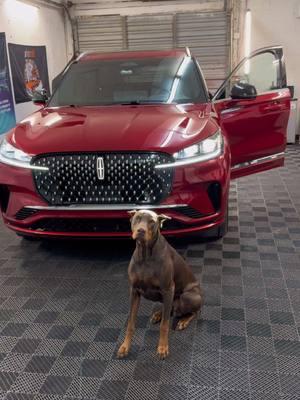 #tintshop #shoptour #tintshoptour #tint #tinter #tinting #doberman #shopvibes 