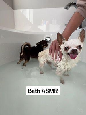 There’s no better feeling than two clean chihuahuas 🥰 (all grooming products linked in my amaz0n st0refront) #bathvlog #dogbathroutine #chihuahua #dogmom #Lifestyle #dogburrito #dogbathproducts 