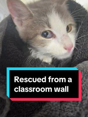 The school district is CCISD so we named her Cici. She is perfect. From the walls of a classroom to the warmth of safety. She’s proof that even the tiniest lives deserve a chance to be heard and saved. #catrescue #rescuestories #savinglives #ccisd #secondchance #heartwarming #tinybutmighty #thecatterycc