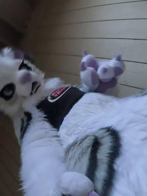 Have a behind the scenes of making one of my last TikTok’s 😂😭 ehehe…  #f#furryfandomf#furyouf#furrytiktokf#furryf#fursonaf#furrytokf#furrycommunityf#furrytiktokerf#furrytrashf#furriesf#furriesoftiktokf#furrytrendf#furrydancea#antizoofilef#fullsuitf#fullsuitertrend 