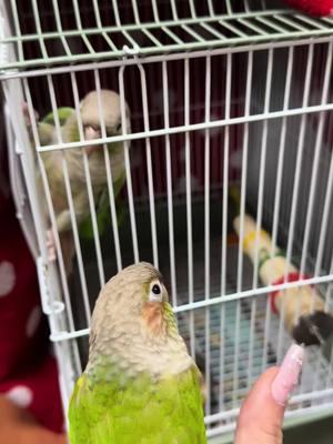 Cheeto did not appreciate her moves 😂 #fyp #explore #birds #birdsoftiktok #conure #dancingbird #dancing 