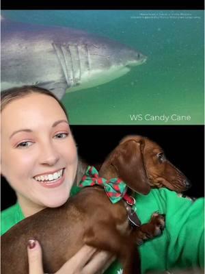 Happy White Shark Wednesday! Meet “Candy Cane”, an 11ft female white shark. She was identified in July of 2018 and then tagged in October 2018. She has a white candy cane on both sides off her caudal fin. #greatwhiteshark #sharkresearch #capecod #wsw #whitesharkwednesday  