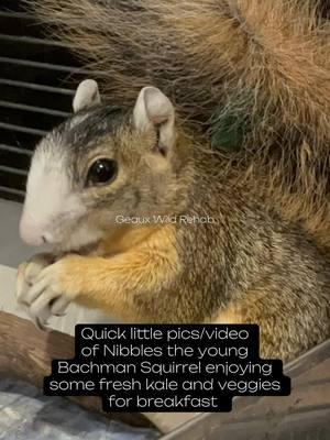 Why are squirrel chewing sounds cute but people chewing is so annoying?  #geauxwildrehab #fyp #wildlife #wildliferehab #wildliferescue #squirrel #bachmansquirrel #gorgeous #breakfast #wildliferehabilitation #nibbles 