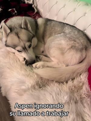 Mi perro es un vago #hermoso #vago #husky #dog #woofdog #silverianhusky #loboblanco #huskiesilberiano #cuervo #llamandoacuervo 