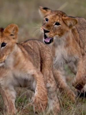 "Enough goofing off already!!" . . . . .#kenya #masaimara #safari  #lions #bigcats #cuteanimals #babyanimals  .@sonyalpha #sonyalpha #sonya1 #sonyalphafemale 