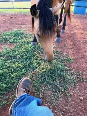 #babyboy #coltsoftiktok #buckskin #apha #ranchin #oklahomacheck #countryshit #hardlukranch 