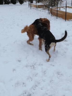 #goldendoodlesoftiktok #goldendoodles #snowfall #fyp #dogs #fogsoftiktok #snowing #puppers #puppersoftiktok #puppers #standardpoodle .#standardpoodlesoftiktok #poodle #cute 