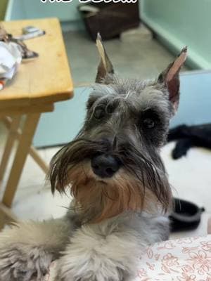 When Zara wants something she lets everyone know! #minischnauzer #schnauzersoftiktok #sassygirl #giantschnauzer #skylinegiantschnauzer 