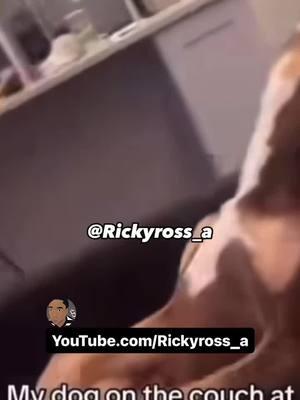 Always Do Your Chores Before They Get Home - Funny Animal VoiceOvers | Follow Me On Instagram: @Rickyross_a #Rickyross_a #rickyross_a2 #voiceover #voiceovers #animal #animals #dog #dogs #lol #lolreels #funnyreels #comedy #justjokes #funny #meme #viral #explorepage #lightskin #darkskin #dogvoiceover #momma #mom #whooping #growingupblack #belt #chores #dishes 