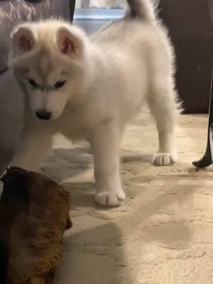 I found one of my favorite videos of baby Winston, pls enjoy.  Yes those marks on that god forsaken couch were from him and were the perfect excuse to throw it away #babyhusky #husky 