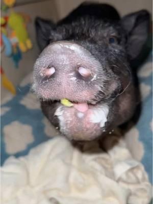 Using lettuce to bribe Chucky to go potty in freezing temps proves to be a success! #pigtubewithchucky #pig #pigs #piggy #minipig #minipigs #minipigsoftiktok #pigtok #pigsoftiktok #petpigs #indoorpig #petpig #pet #pets #PetsOfTikTok #animal #animals #animalsoftiktok #cute #fun #asmr #asmrsounds #asmrsounds #asmrvideo #asmrtiktoks #asmrfood #fyp #foryoupage #foodies 