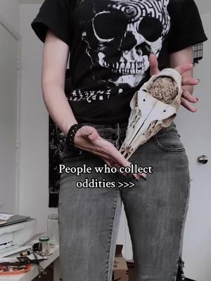 (No one call out the bad transition, I’ll cry) Looking forward to my 15th (?) year of bone collecting! I started collecting when I was in elementary school, starting with the canine skull featured in this video! Hopefully I can bring you guys along for some collecting adventures! #odditiesandcuriosities #bonecollector #vultureculture 