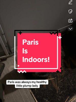 Paris is indoors! 🧡 #cats #cattok #catsoftiktok #fyp #catmom #colonycats #communitycats #tnr #catrescue #paris 