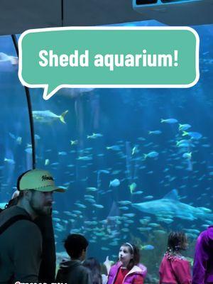 #creatorsearchinsights Chicago fun @Shedd Aquarium #chicago #chicagotiktok #chicagofun #sheddaquarium #aquarium #kidfun #funforkids #familyfun #familytime 