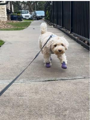 Spiders little shoes 🥺 #dogshoes #wagwear 