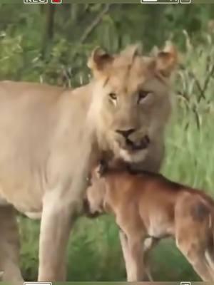 Strange behaviour of Ruthless Hunters #foryoupage #fyp #viral #trending #wildlife #wildanimals #wild #lion #wildbeast #leoperd #deer #ruthless #merciless