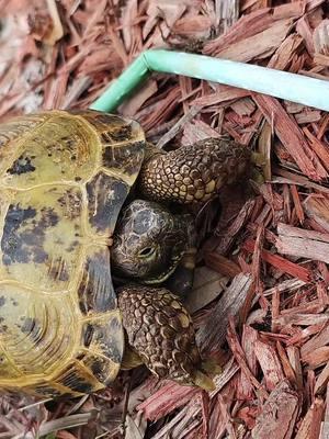 turbo #russiantortoise #tankturbo 