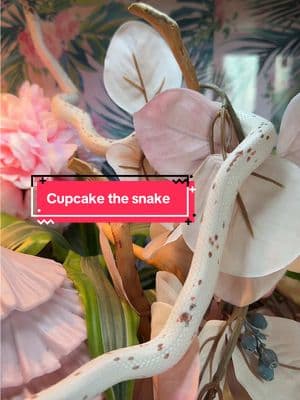 Cupcakes original house tour video! Probably what brought many of you to our page! About halfway through the video you’ll see a 2025 update to her home! 🩷 thanks for being here! #cupcake #pinksnake #palmetto #palmettocornsnake #cornsnake #cupcakethesnake #snakes #snake #snakesoftiktok #cutesnake #fyp #coquette #coquetteaesthetic 