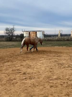 All clear with Dr. Lee. 💜 Double X Veterinary Services #redhotrunninghorses @DoubleXVeterinaryServices 