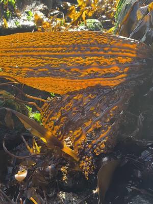 Back-lit seer sucker kelp will always bring me joy. #kelp #salishsea #lowtide #intertidal #naturalistreflections 