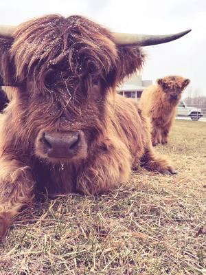 Snow day #millcreekfarmstn #cookevilletennessee #tennessee #foryoupage #fyp #highlandcattle #cowsoftiktok #highlandcow 