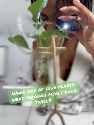 Plant momma!! I do not own the copyrights!!!! ##plantmom##plantsoftiktok##greenthumb##mealybugs