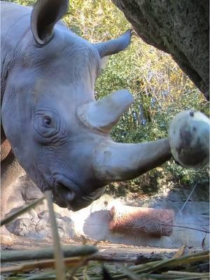 Jozi’s one in a melon  #rhino #squish #asmr #animals 